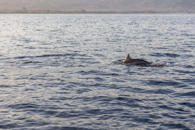 View of fish swimming in sea