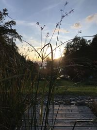 Plants growing on land against sky during sunset