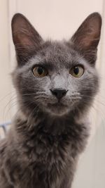 Close-up portrait of a cat