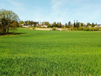 Scenic view of agricultural field against sky