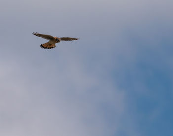 Low angle view of eagle flying in sky