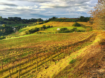 Scenic view of agricultural field against sky