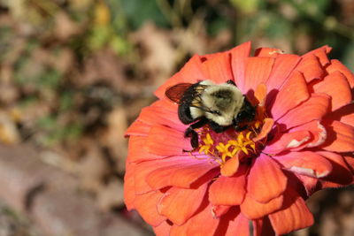 Close-up of honey bee on flower
