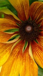 Full frame shot of orange flower