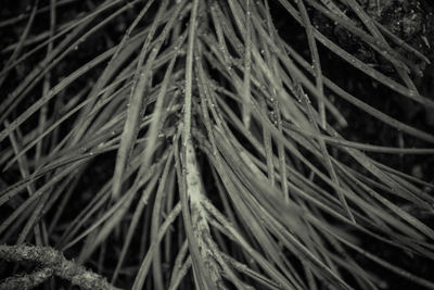 Close-up of pine tree