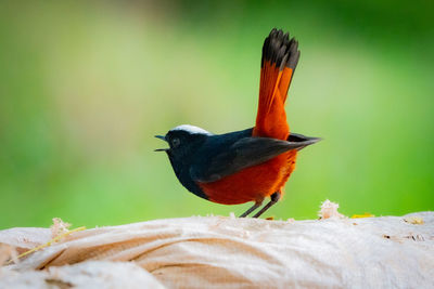 Close-up of bird perching on plant