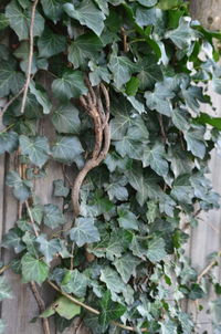 Close-up of ivy growing on tree