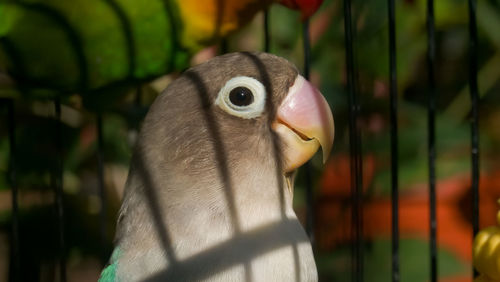 Close-up of a bird