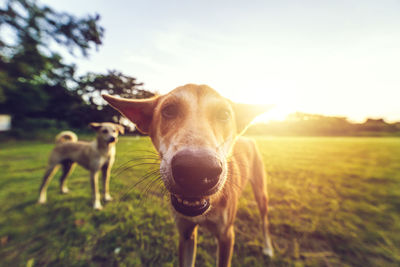 Portrait of dog on field