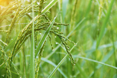 Close-up of wet crop growing on field