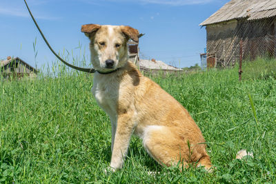 Portrait of a dog on field