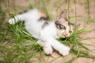 Cat resting on a field