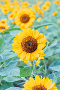 Close-up of sunflower