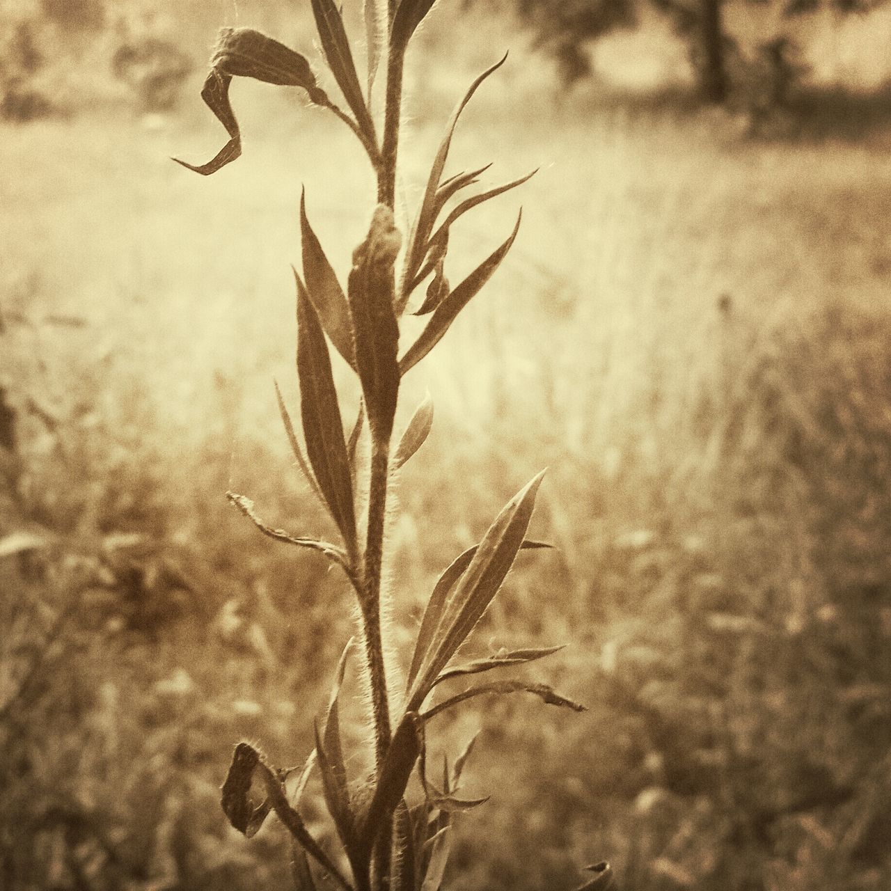 branch, leaf, growth, nature, tree, sky, plant, close-up, tranquility, focus on foreground, beauty in nature, outdoors, no people, twig, day, bare tree, stem, dead plant, low angle view, growing