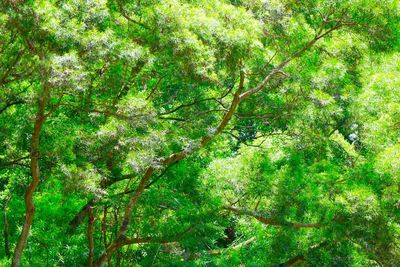 Low angle view of trees