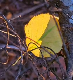 Close-up of dry leaves on plant during autumn