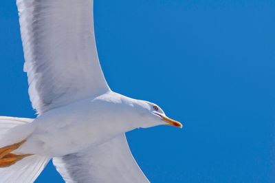 Low angle view of seagull against clear blue sky