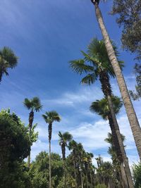 Low angle view of palm trees against sky