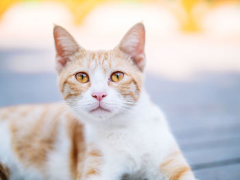 Portrait of ginger cat