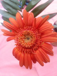 Close-up of flower blooming outdoors
