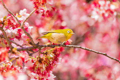 Close-up of bird perching on cherry blossom tree