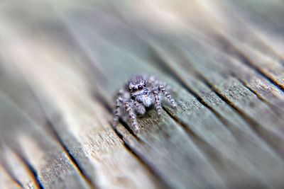 Close-up of spider on wood