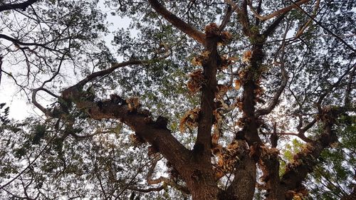 Low angle view of trees against sky