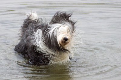 Close-up of dog