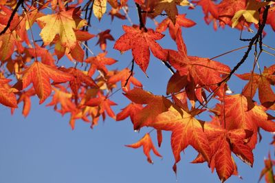 Low angle view of maple leaves against sky