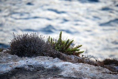 Close-up of snow on rock