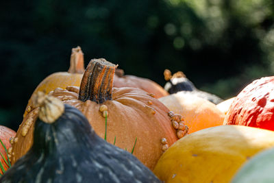 Close-up of pumpkins