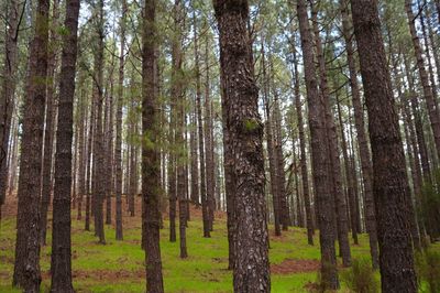 Trees in forest