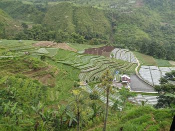 High angle view of trees and mountains