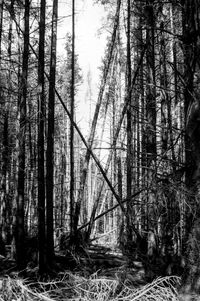 Trees in forest