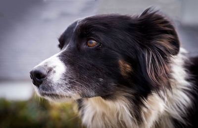 Close-up of border collie looking away