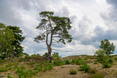 Trees on landscape against sky