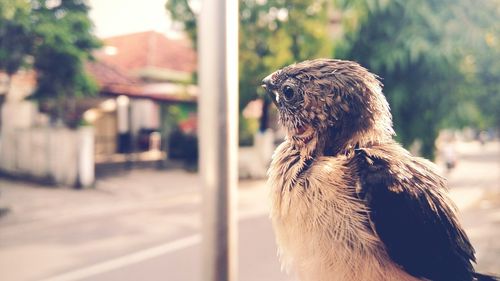Close-up of dog outdoors