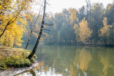 Trees by lake during autumn