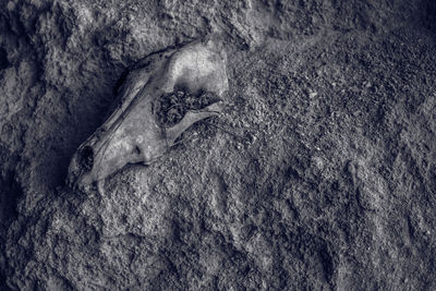 High angle view of bird perched on tree trunk