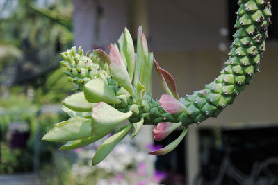 Close-up of succulent plant