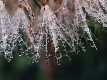 Close-up of frozen plant