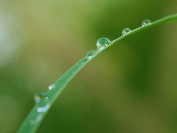 Close-up of water drops on leaf