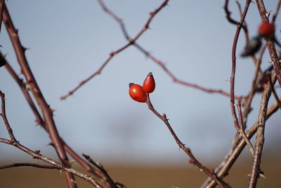 Close-up of red berries on tree