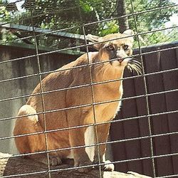 Horse in cage at zoo