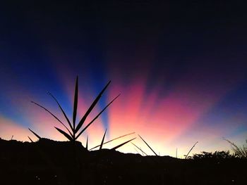 Low angle view of silhouette plants on field against sky at sunset