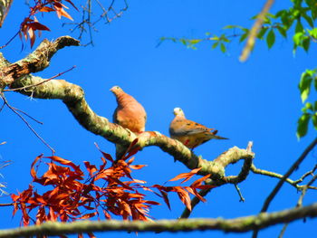 Low angle view of bird perching on tree against blue sky