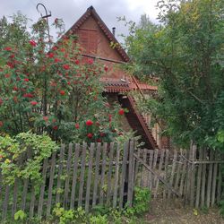 Trees and plants growing in yard of building