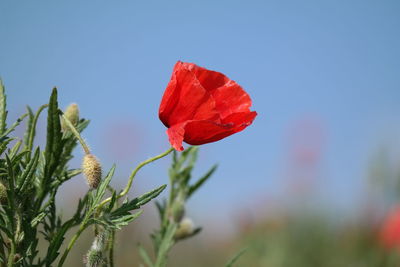 Close-up of red flowering plant against sky