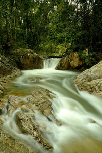 Scenic view of waterfall in forest