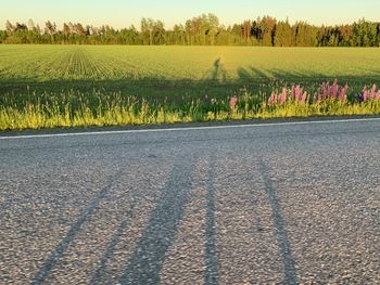 Scenic view of agricultural field